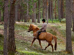 Jokamiehen oikeuksiin kuuluu mm. ratsastaminen sille merkityll reitill. Nin hepo kulkee Virpiniemess. Foto: HARRI NURMINEN